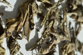 Bulukutu Tea